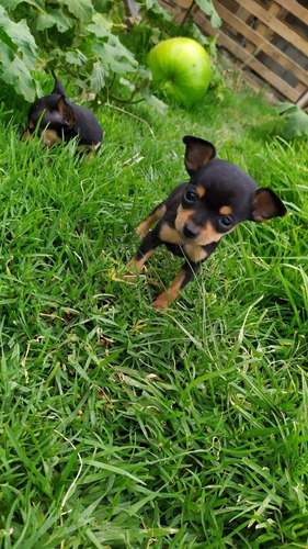 Hermosos Cachorros Pinsher Doberman Miniatura Perros 