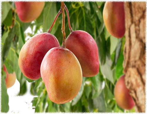 Mango Injertado - Arbol De Mango