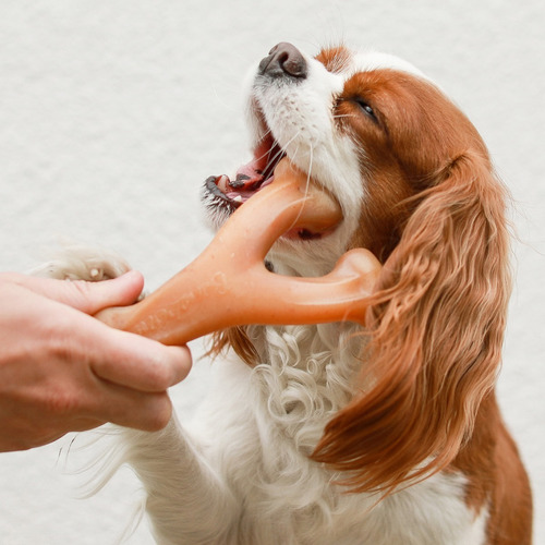 Imagen 1 de 10 de Hueso Masticable Benebone Wishbone Bacon Small Juguete Perro