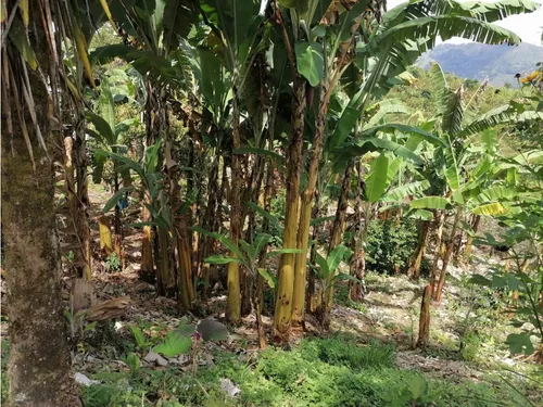 Se Vende Finca En Pijao - Quindío