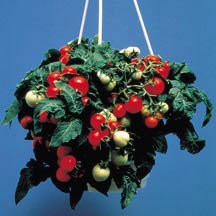 Imagem 6 de 10 de Tomate Tiny Tim - O Menor Do Mundo! Sementes Para Mudas
