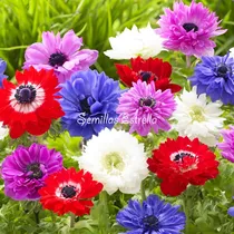 Comprar Bulbos De Anemonas Dobles St Brigid Pack X 10u Mix Colores