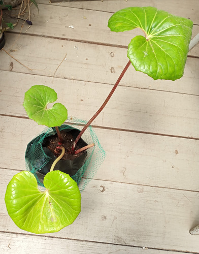 Planta Boina Vasca O De Vasco Para Jardín O Interior