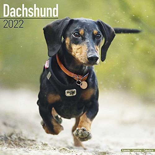 Libro: Dachshund Calendar Dachshunds Calendars Dachshund Dog