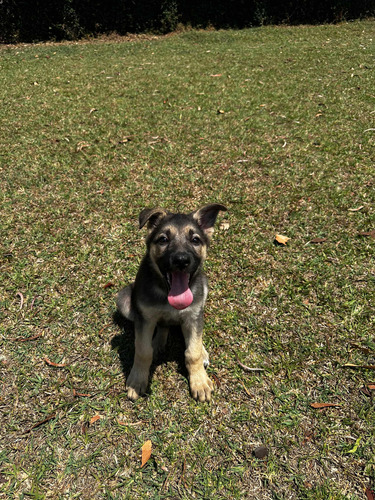 Hembras Pastor Aleman Cachorras