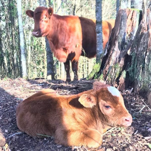 Cod34832 Agrícola Campo 122 Ha. En Venta Collipulli