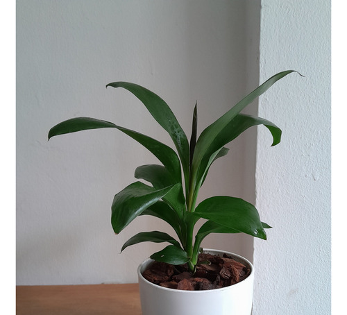 Dracaena Robusta + Maceta Premium