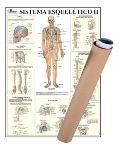 Mapa Corpo Humano Sistema Esqueleto Il Enrolado 120 X 90 Cm