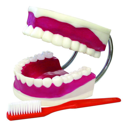 Modelo Dental Grande Con Cepillo, Ideal Para