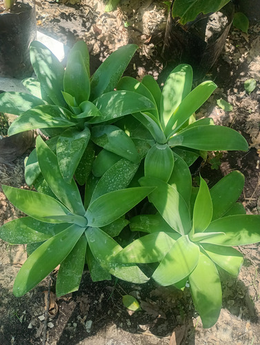 Agave Attenuata