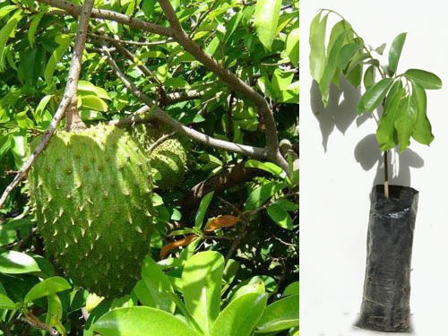 Planta De Guanabana Annona Muricata Cultivo Ecuador