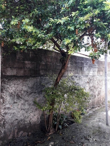 Imagem 7 de 7 de Casa Para Locação Em Km 18 - Osasco - 36657