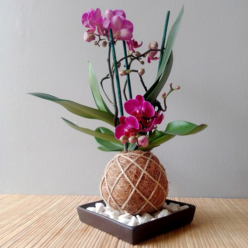 Imagen 2 de 3 de Kokedama Orquidea Mini Phalaenopsis