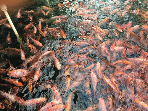 Imagen 4 de 6 de Alevines En Venta Tilapias Rojas Y Gris