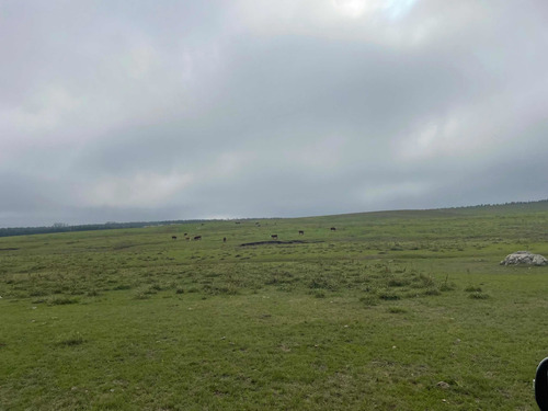 Imagen 4 de 21 de 270 Hectareas Ganaderas A 28 Km De Minas 3300 Dólares La Hec