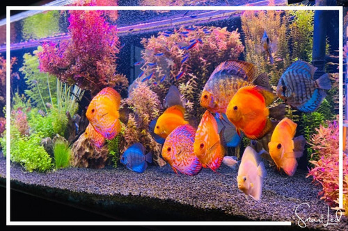 3 Luminárias 80cm Led Azul Branco 6.500k Aquário 58w Dimmer 127/220v