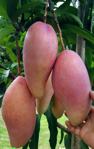 Mango Rojo Marfil Alta Producción ( Injerto )