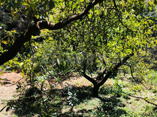 Terreno Venta Cocuatla Tepoztlan San Juan Tlacotenco Ocotes Tepoztlan Morelos