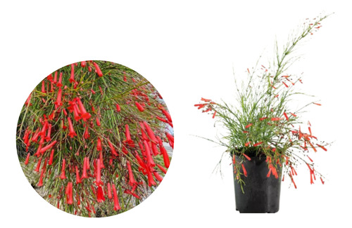 Planta De Lluvia De Fuego Ruselia Equisetiformis Exterior