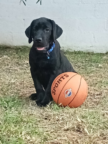 Labrador Chocolate Y Miel...envios !!!