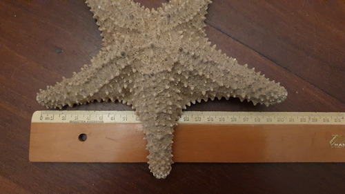 Imagen 7 de 7 de Estrella De Mar Natural Grande 32 Cm De Mexico