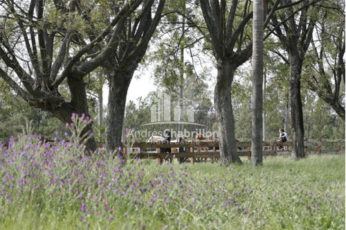 Imagen 6 de 14 de Quinta Cítrica 190 Has. Federacion - Entre Rios
