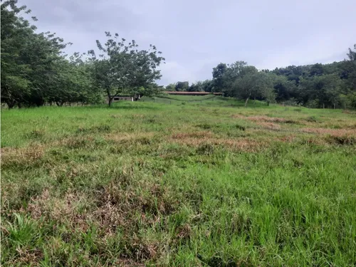 Venta Finca La Tebaida Cultivada En Pasto - 40 Cuadras