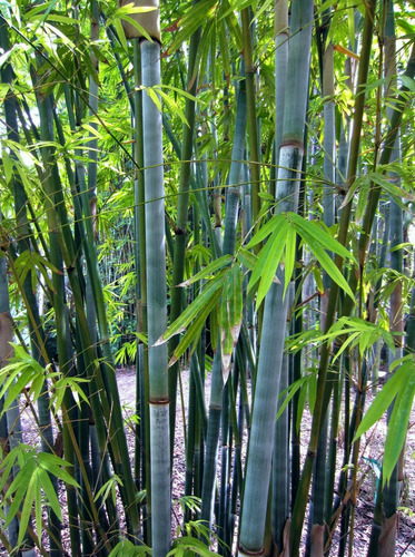 600 Semillas De Bambu Azul