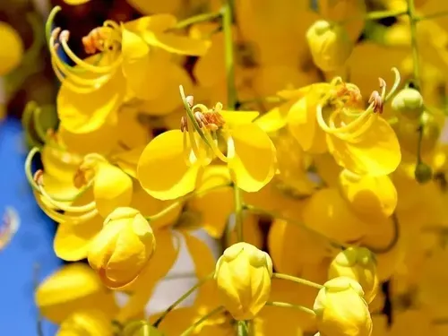 Sementes De Cassia Imperial Acácia Amarela Para Plantio