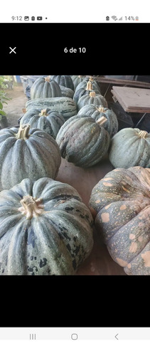 Semillas De Calabasa Criolla 200 Semillas