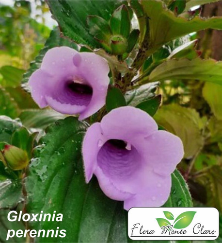 Gloxinia Perennis - 1 Bulbo (batata) | Parcelamento sem juros