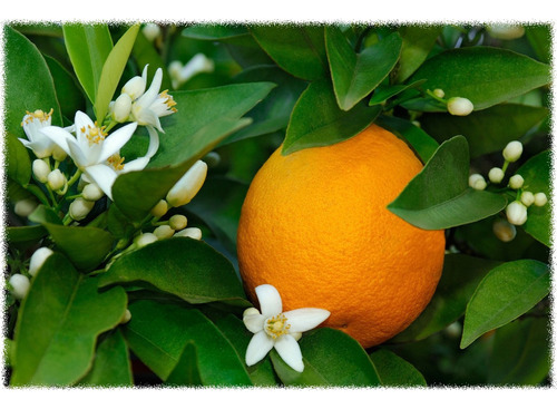 Arbol De Naranja - Naranjo De Ombligo - Cítricos