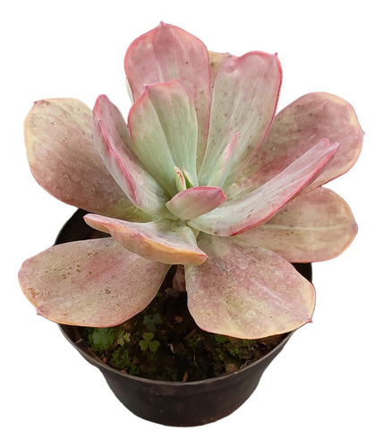 Muda Suculenta Echeveria Dream And Phantasm Variegata Rara