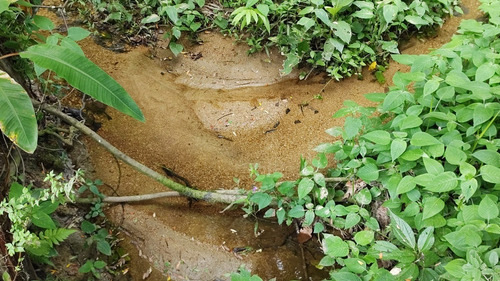 Imagem 3 de 26 de Juquiá/oportunidade/chácara Rica Em Água E Área De Plantio/ref:05354