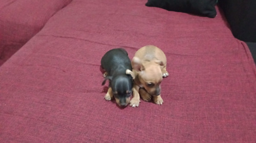 Vende-se Lindos Péts Par Alegrar A Famíli