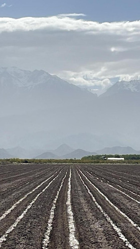 Se Vende Finca De 170ha Con Plantaciones De Ajo En San Carlos, Mendoza