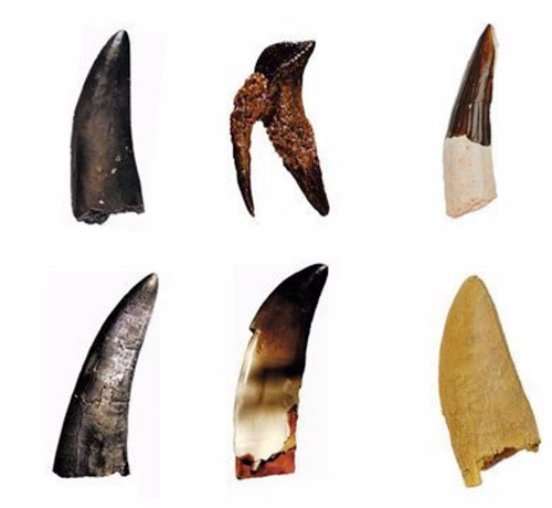 Colección De Dientes De Dinosaurios Réplicas Museo Cuotas
