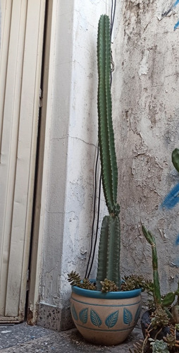 Maceta Cerámica 30cm Con Cactus Grande (Usado)