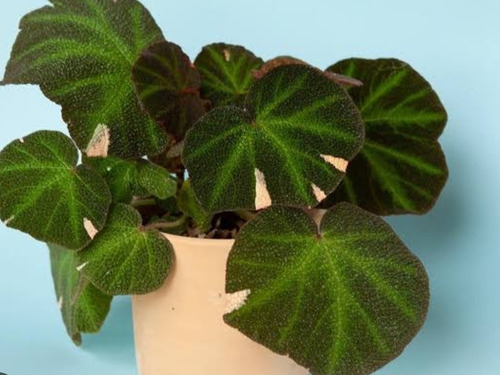 De Semilla Planta Begonia Rex, Begonia De Hoja Pintada