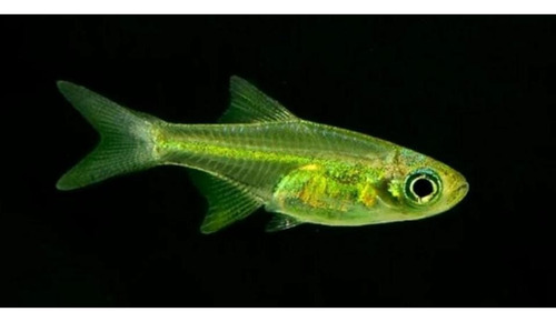 Rasbora Neon Verde ( Microdevario Kubotai ) Pact Com 10