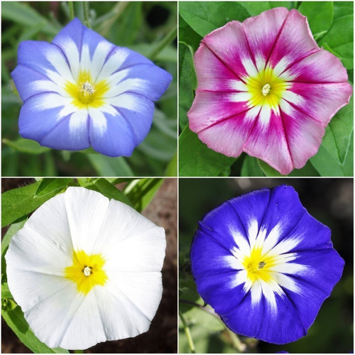 Semillas Flor Bella De Día Convolvulus Tricolor Flores Rara