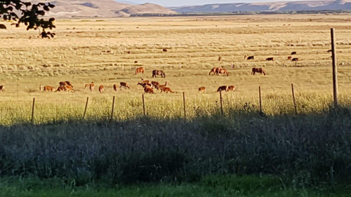 Estancia Manantiales De Collón Cura - Patagonia Argentina