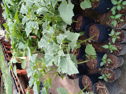 Datura Ferox - Chamico - Cultivos Organicos