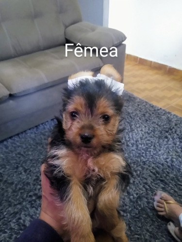 Imagem 3 de 4 de Yorkshire Duas Fêmeas E Dois Machos