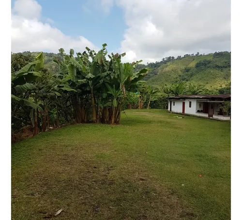 Vendo Finca Por El Trebol 7,5 Has (11,5 Cuadras) Chinchina