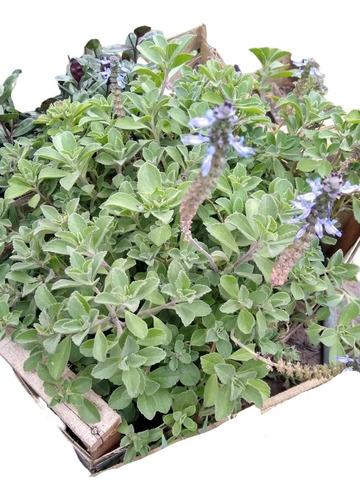 Boldo Paraguayo -plectranthus Neochilus- Muy Buen Cubresuelo