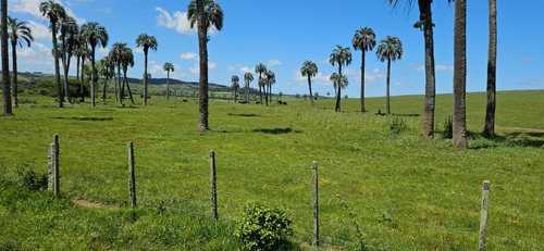 Rocha 277 Has Buen Campo Ganadero Forestal Costa De Arroyo Sobre Camino Vecinal A 10 Km Ruta 9