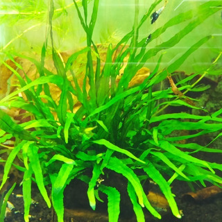 Planta Acuática h.zosterofilia 15 Varas 8 A 10 Cms Planta Acuática h.zosterofilia 15 Varas 8 A 10 Cms