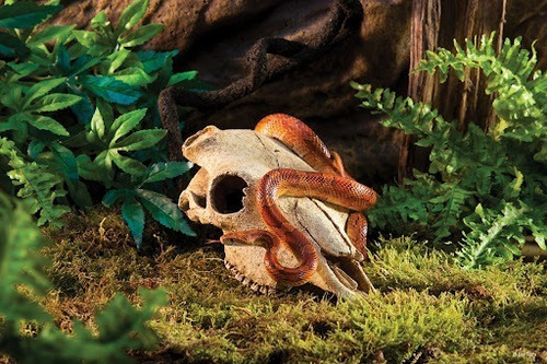 Terrario Exo Terra Buffalo 23x12x7 cm.