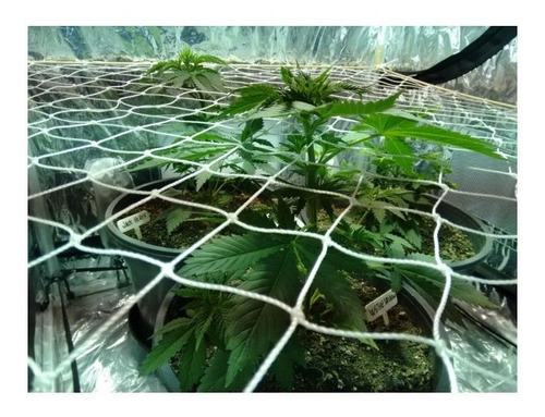 Red Scrog Indoor Cultivo Carpa Ajustable Ganchos